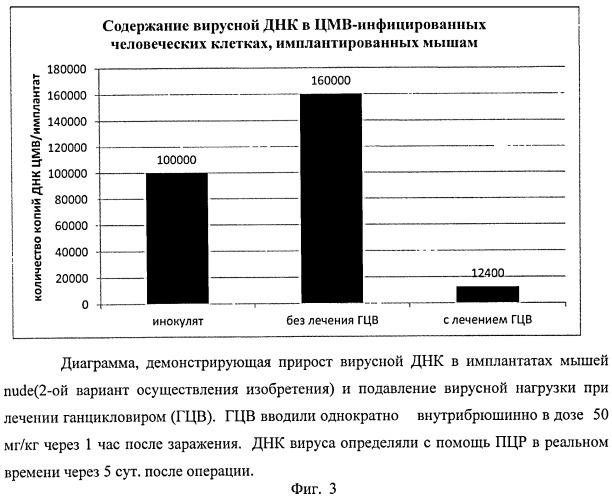 Способ моделирования цитомегаловирусной инфекции человека для изучения и тестирования противовирусных соединений и трансплантат для его осуществления (патент 2544287)