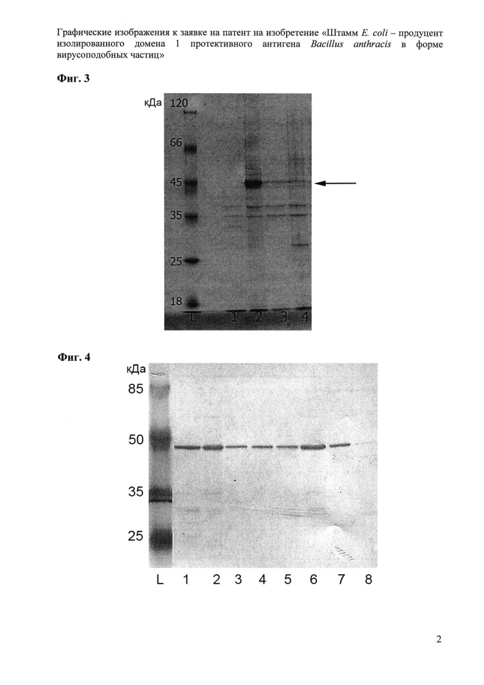 Штамм e. coli - продуцент изолированного домена 1 протективного антигена bacillus anthracis в форме вирусоподобных частиц (патент 2633508)