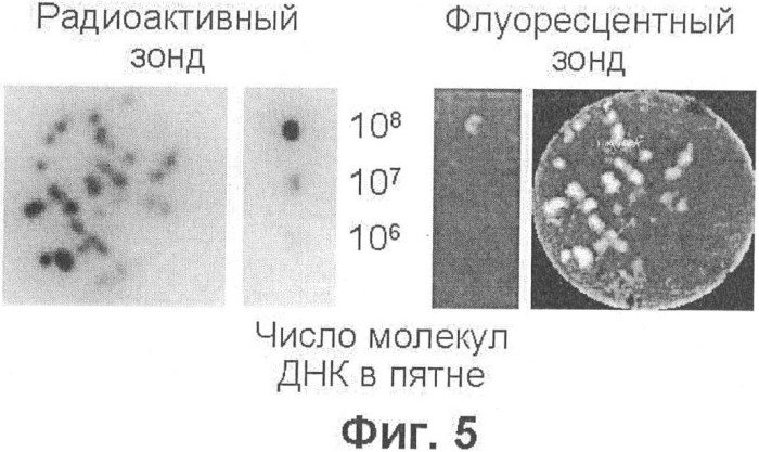 Обнаружение молекулярных колоний посредством гибридизации на мембранах с флуоресцентными зондами (патент 2338787)