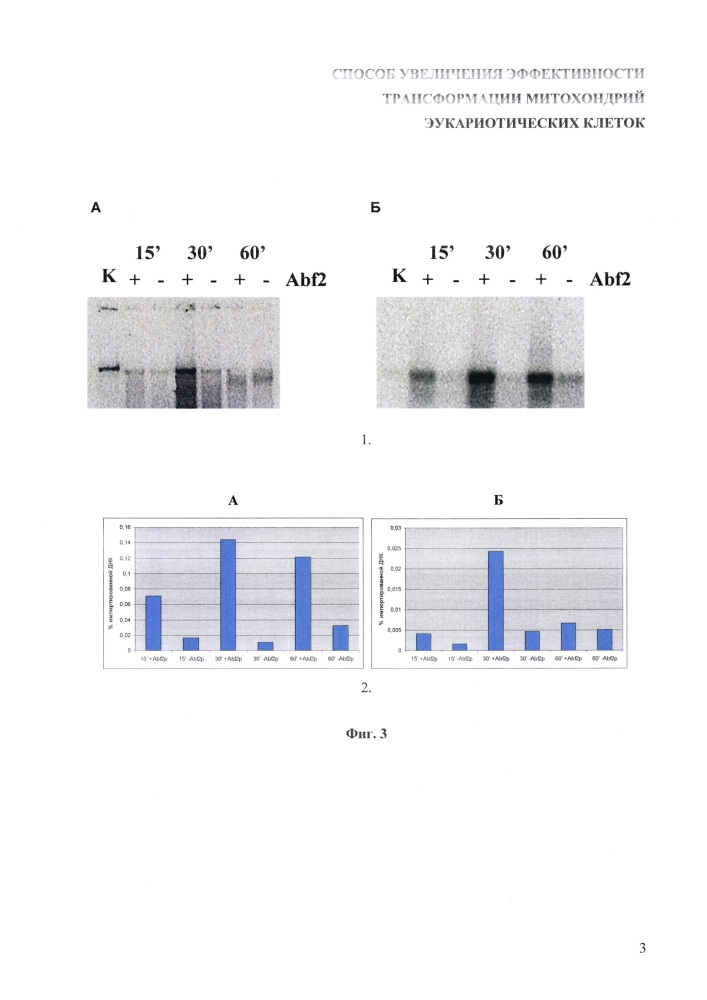 Способ увеличения эффективности проникновения днк в митохондрии эукариотических клеток (патент 2628701)