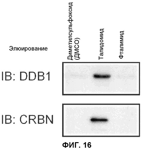 Способ скрининга с использованием фактора, являющегося мишенью для талидомида (патент 2528380)