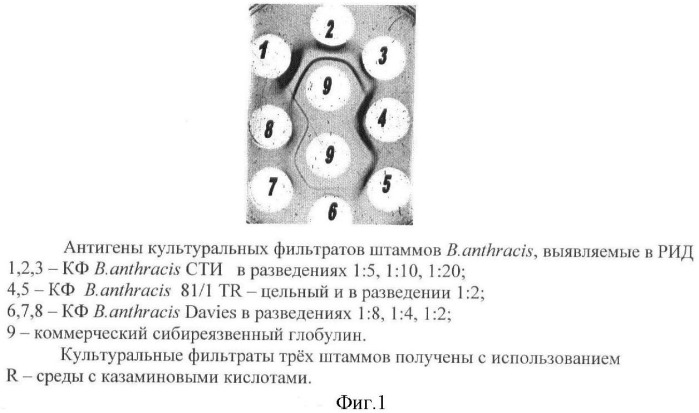 Способ идентификации bacillus anthracis с дифференциацией штаммов по продукции капсулы, протективного антигена и антигенов s-слоя (патент 2376385)