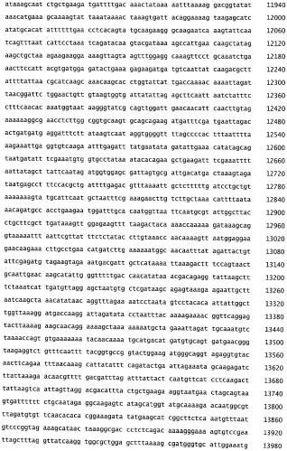 Бактериофаг, обладающий активностью против pseudomonas aeruginosa, белки бактериофага и способы их применения (патент 2580248)