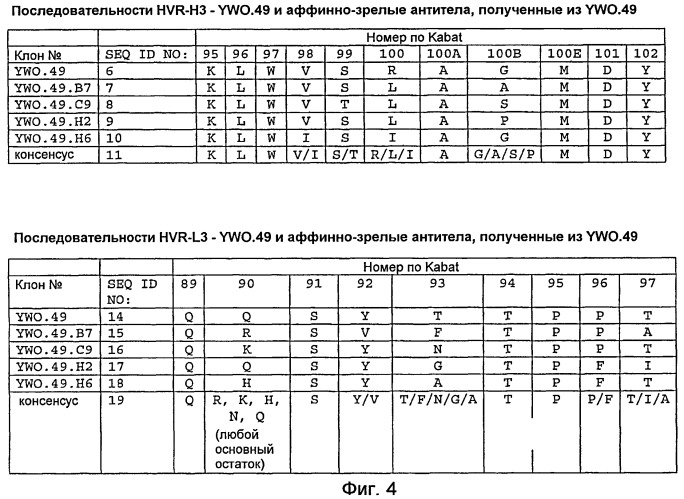 Анти-тат226 антитела и иммуноконъюгаты (патент 2448980)