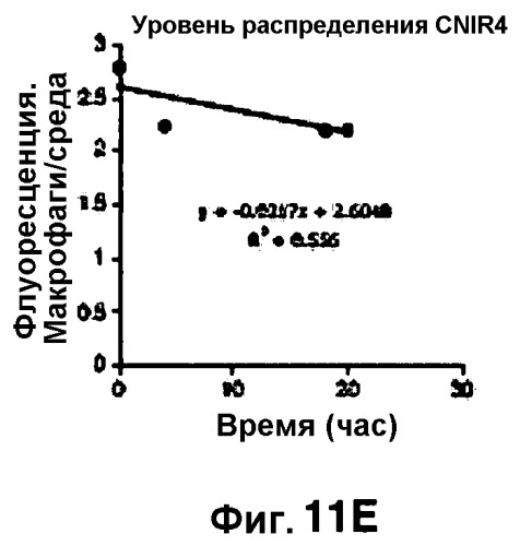 Применение бактериальной бета-лактамазы для диагностики in vitro и визуализации, диагностики и лечения in vivo (патент 2520661)