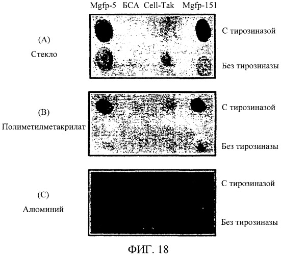 Биоадгезив мидии (патент 2349599)