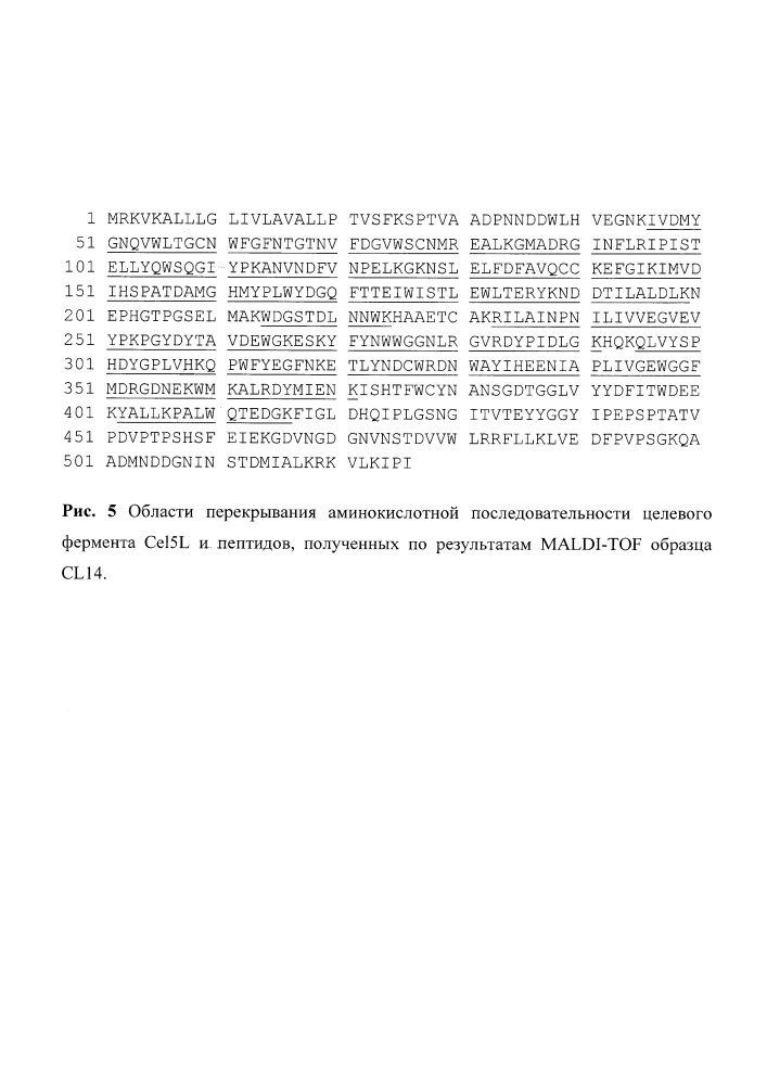 Рекомбинантный штамм мицелиального гриба penicillium canescens cl14, продуцирующий компонент целллюлосомы clostridium thermocellum, и способ его культивирования (патент 2646132)