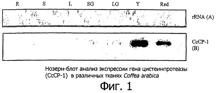 Модуляция уровня предшественников аромата кофе в сырых (необжаренных) кофейных зернах (патент 2348693)