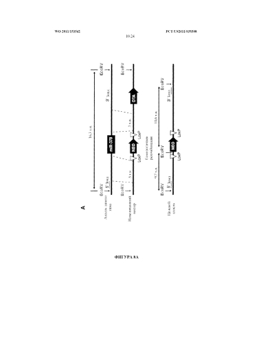 Регуляция метаболизма с помощью mir-378 (патент 2585491)