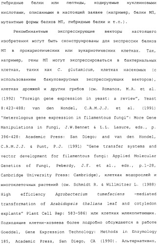 Гены corynebacterium glutamicum, кодирующие белки метаболических путей (патент 2306339)