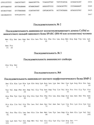 Рекомбинантный белок collbd-bmp-2, рекомбинантная плазмида pcollbd-bmp-2, штамм escherichia coli-продуцент рекомбинантного белка collbd-bmp-2, способ получения рекомбинантного белка collbd-bmp-2 (патент 2408727)