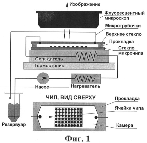 Способ гибридизации нк (патент 2423522)