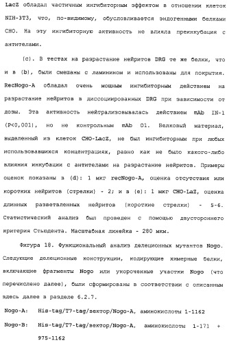 Поликлональное антитело против nogo, фармацевтическая композиция и применение антитела для изготовления лекарственного средства (патент 2432364)