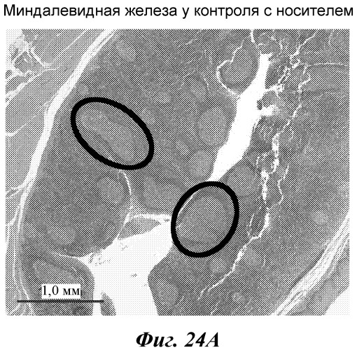 Антитела и иммуноконъюгаты и их применения (патент 2436796)