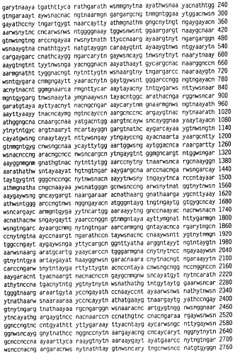 Новый лиганд рецептора цитокина zcytor17 (патент 2490276)
