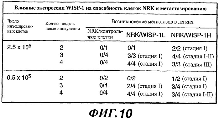 Способы и композиции для модуляции и обнаружения активности wisp (патент 2412201)