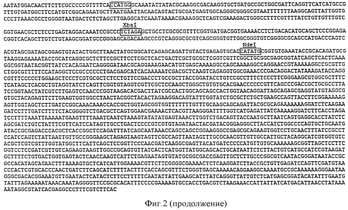 Способ получения рекомбинантного ферментативно-меченного антигена g2 хантавируса в клетках e.coli с целью его применения в иммуноферментном анализе при диагностике глпс (патент 2539836)