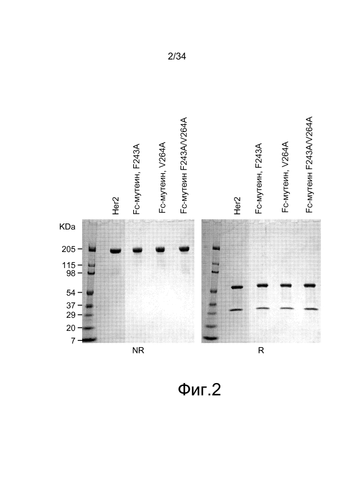 Способ получения антител с улучшенными свойствами (патент 2604811)