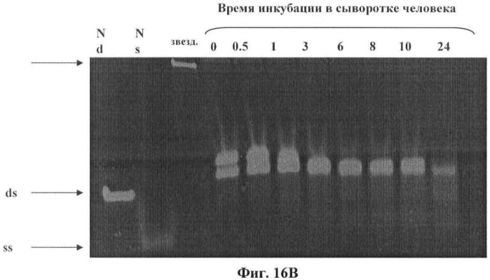 Новые структуры малых интерферирующих рнк (sirna) (патент 2487716)