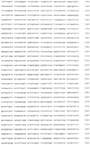 Плазмидный вектор pe-lc-ltp, штамм бактерии escherichia coli для экспрессии липид-транспортирующих белков чечевицы lens culinaris и способ получения указанных белков (патент 2415940)