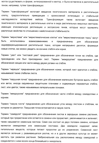 Улучшенная трансформация сои (патент 2389797)