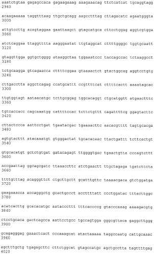 Иммортализованная клеточная линия птиц (патент 2475536)