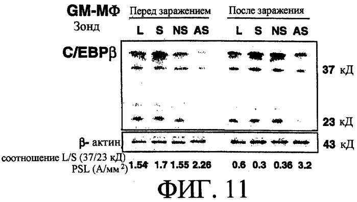 Лекарственное средство для подавления заражения и пролиферации вируса иммунодефицита человека (патент 2250770)