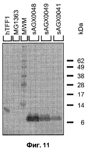 Промоторы lactococcus и их применение: (патент 2495129)