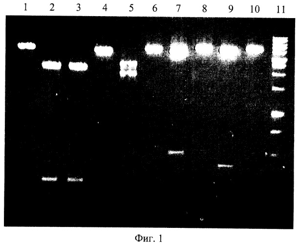 Штамм бактерий glacial ice bacterium - продуцент сайт-специфической эндонуклеазы glu i (патент 2322492)