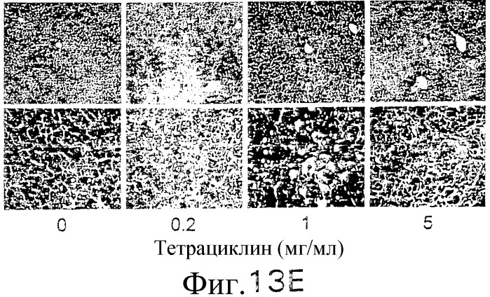 Антитело, селективное в отношении рецептора лиганда, индуцирующего апоптоз и связанного с фактором некроза опухоли, и его применение (патент 2313537)