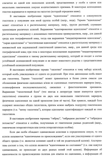 Новые растения кукурузы (патент 2423528)