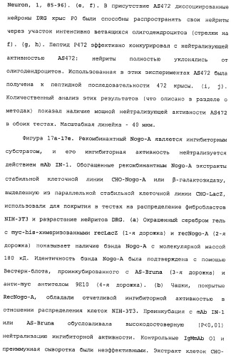 Поликлональное антитело против nogo, фармацевтическая композиция и применение антитела для изготовления лекарственного средства (патент 2432364)