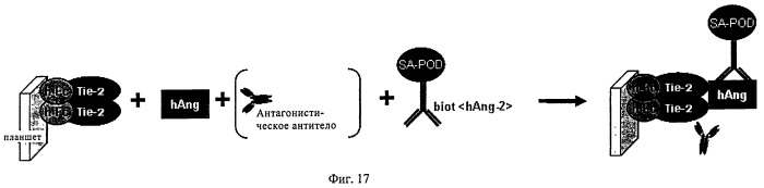 Биспецифические анти-vegf/анти-ang-2 антитела (патент 2542382)