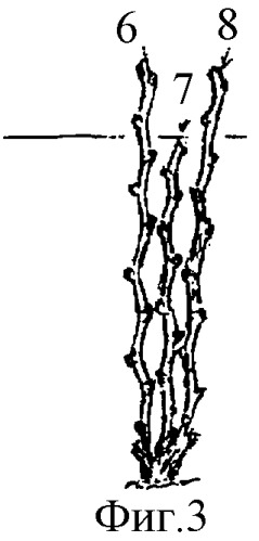 Способ формирования и ведения виноградных кустов (патент 2363147)