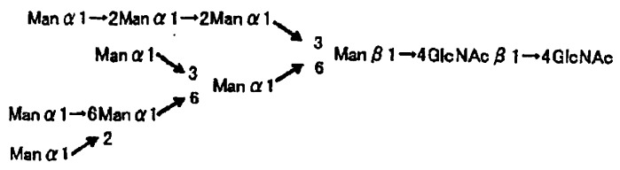 L-фукоза α1→6 специфичный лектин (патент 2524425)