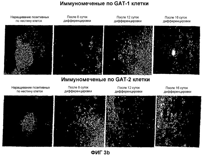 Получение гамкергических нейронов in vitro из эмбриональных стволовых клеток и их применение при лечении неврологических расстройств (патент 2380410)