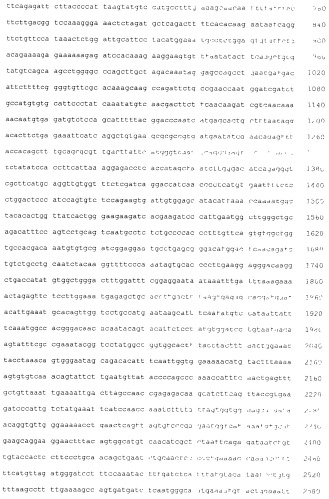 Pscaxcd3, cd19xcd3, c-metxcd3, эндосиалинxcd3, epcamxcd3, igf-1rxcd3 или fap-альфаxcd3 биспецифическое одноцепочечное антитело с межвидовой специфичностью (патент 2547600)