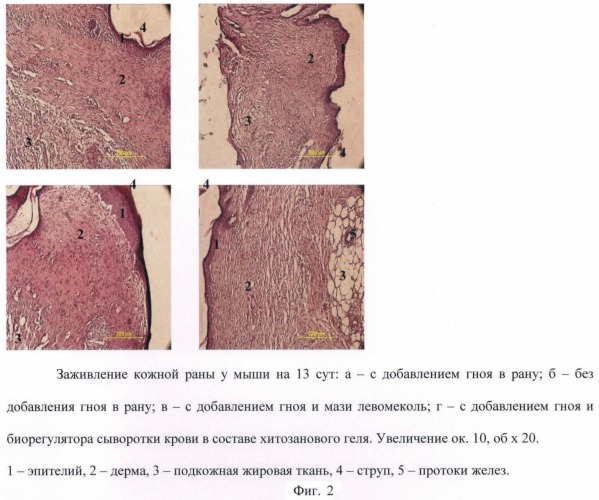 Ранозаживляющий гель (патент 2468814)
