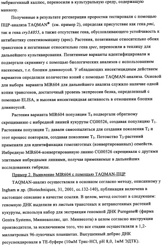 Вариант кукурузы mir604 (патент 2351122)
