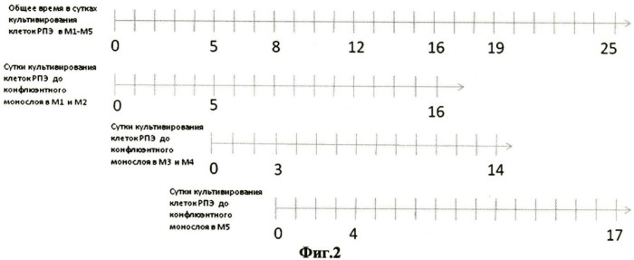 Способ получения дедифференцированных клеток ретинального пигментного эпителия глаза взрослого человека (патент 2409663)