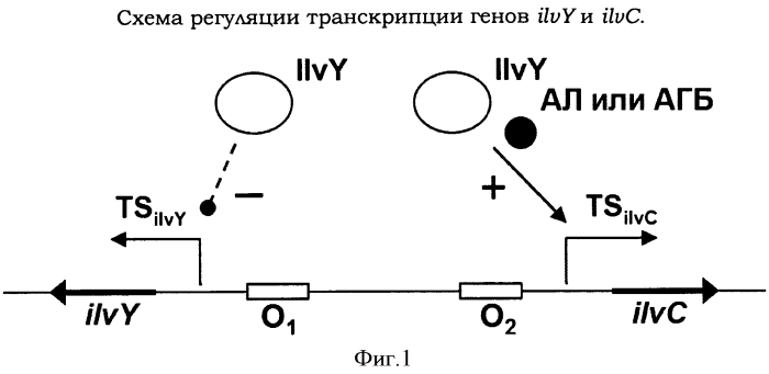 Самоиндуцируемая экспрессионная система и ее применение для получения полезных метаболитов с помощью бактерии семейства enterobacteriaceae (патент 2549708)