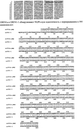 Антигены neisseria meningitidis (патент 2343159)