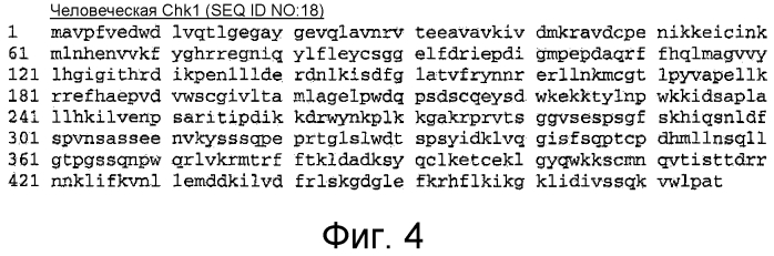 Пептидная защита против токсического воздействия ультрафиолетового излучения (патент 2565535)