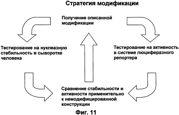 Молекулы химически модифицированной короткой интерферирующей нуклеиновой кислоты, которые опосредуют интерференцию рнк (патент 2418068)