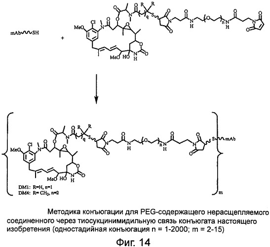 Высокоэффективные конъюгаты и гидрофильные сшивающие агенты (линкеры) (патент 2487877)