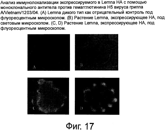 Рекомбинантная вакцина от птичьего гриппа и её применение (патент 2559527)