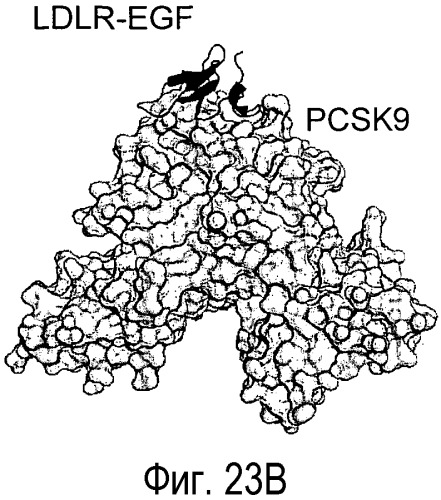 Антагонисты pcsk9 (патент 2528735)