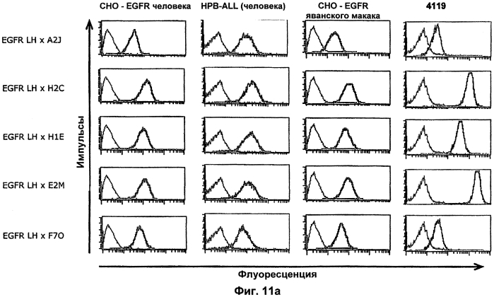 Cd3-эпсилон-связывающий домен с межвидовой специфичностью (патент 2561457)