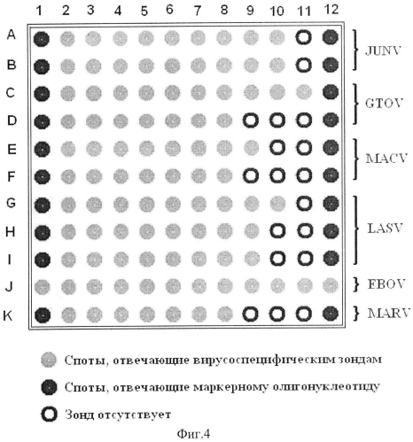 Биочип и способ типирования патогенов i группы, относящихся к семействам арена- и филовирусов (патент 2562117)