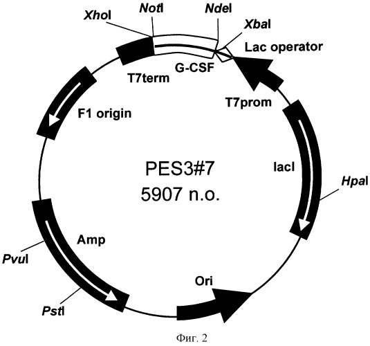 Рекомбинантная плазмидная днк pes3-7, кодирующая полипептид с последовательностью гранулоцитарного колониестимулирующего фактора человека, и штамм escherichia coli bl21(de3)/pes3-7 - продуцент рекомбинантного гранулоцитарного колониестимулирующего фактора человека (патент 2260049)